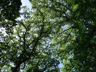 trees and sky Germany 