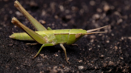 Silent Slant-faced Grasshopper of the species Metaleptea adspersa