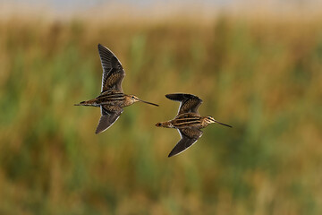 Common snipe (Gallinago gallinago)