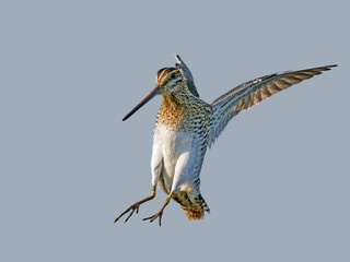 Common snipe (Gallinago gallinago)