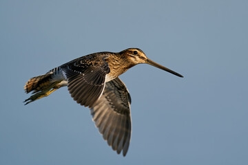 Common snipe (Gallinago gallinago)