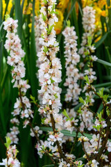 Beautiful cherry blossoms are decorative. Delicate white spring flowers. Spring cherry blossom.