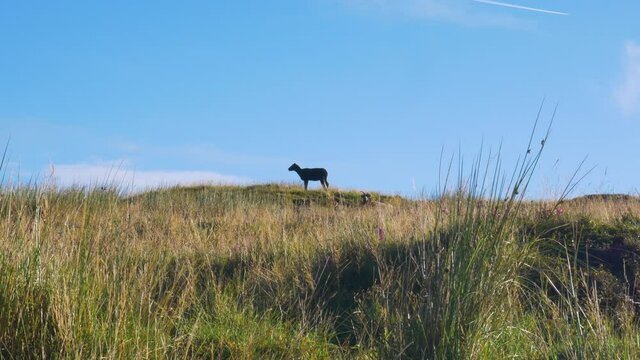 Wandered evil lost black sheep at Wicklow Ireland