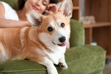 Woman with cute corgi dog at home