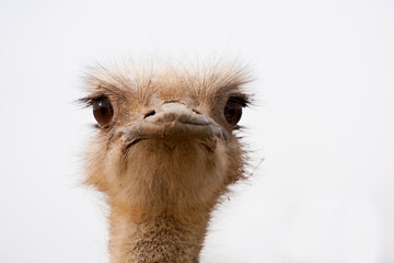 A portrait of common ostrich (Struthio camelus) on light background
