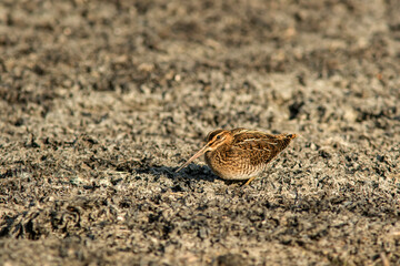 Small wader- common snipe (Gallinago gallinago) looking for food during migration on a beach filled with algae