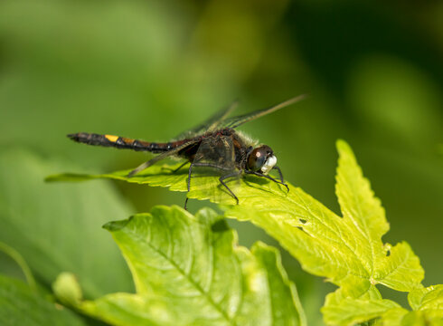 The large white-faced darter, yellow-spotted whiteface (Leucorrhinia pectoralis) resting on a leaf