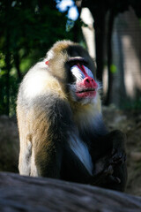 Mandrill