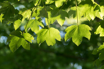 Fototapeta na wymiar Sycamore maple (Acer pseudoplatanus) green leaves against bright sunlight in springtime