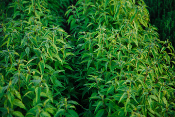 Growing organic mint. Green plants with leaves. Ecology natural concept.