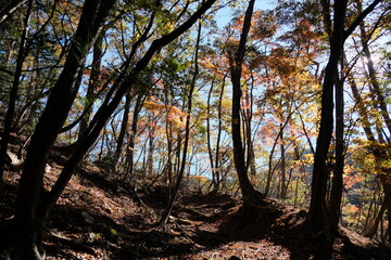 深まる秋、山の紅葉。autumn season in a mountain area, Japan 