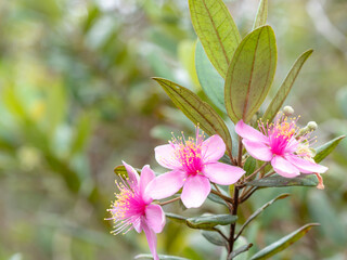 Melastoma malabathricum