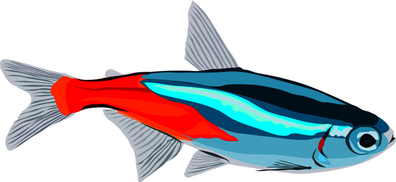 Neon Tetra fish vector on white background