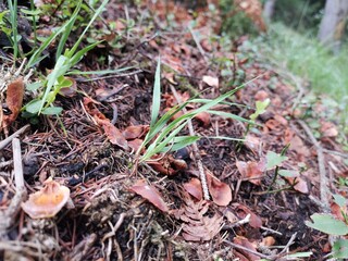 mushrooms in the forest