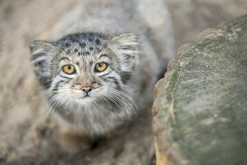 Obraz premium Pallas's cat (Otocolobus manul). Manul is living in the grasslands and montane steppes of Central Asia. Little cute baby manul. Learning process. Small wild kitten. First steps