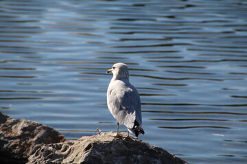 Seagull On The Rock, William Hawrelak Park, Edmonton, Alberta