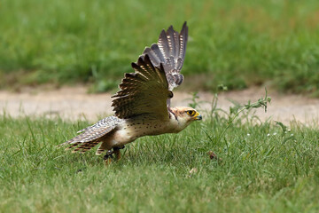 The lanner falcon (Falco biarmicus) flies away from the grass. Falconry-guided bird of prey.