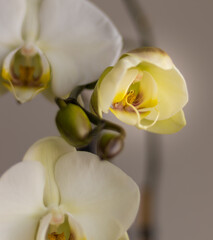 Close-up of a new bud of phalaenopsis amabilis, -moon orchid or moth orchid in India, anggrek bulan in Indonesia-, from the family Orchidaceae, native to the East Indies and Australia, selective focus
