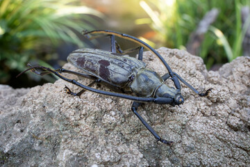 Paraepepeotes togatus