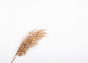 Sheaf of wheat ears isolated on a white background