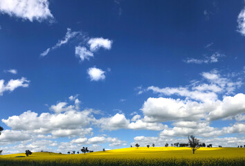 Obraz premium Beautiful view of yellow canola fields with blue sky on spring at Cowra nsw.