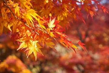 森が燃えているようにオレンジ色一色に染まる美しい紅葉