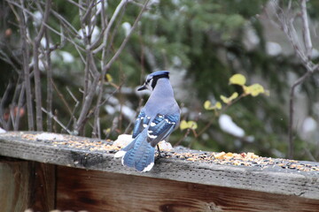 Tail Feathers Of A Blue Jay, Whitemud Park, Edmonton, Alberta