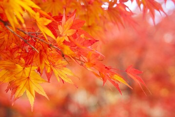 Naklejka na ściany i meble 目に沁みるような紅葉の景色～日本の秋は美しい