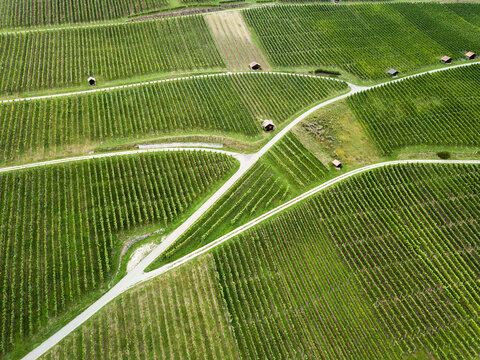 Aerial drone image of vineyard in summer time with beautiful patterns