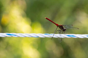 Closeup of a red veined darter dragonfly perched upon  rope. From Ilsan Lake Park in Goyang, Korea. 