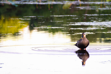 Mallard duck from Ilsan Lake Park. Goyang, South Korea. 