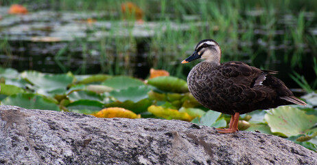 Mallard duck on stone; from Ilsan Lake Park in Goyang, Korea. 