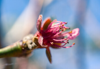 red flower bud