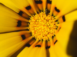 yellow flower closeup