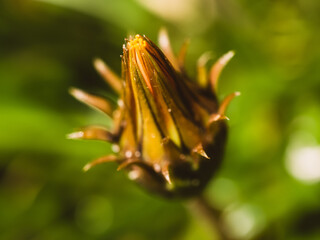 Fototapeta premium Flower bud