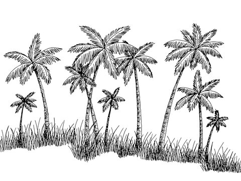 Palm grove plantation graphic black white landscape sketch illustration vector