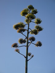 low angle view of pine tree against blue sky