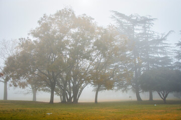 Obraz premium trees in the fog