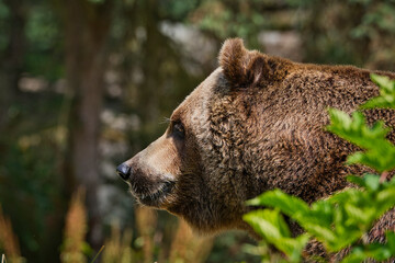 2020-09-04 A PROFILE HEAD SHOT OF A LARGE MALE GRIZZLY BEAR