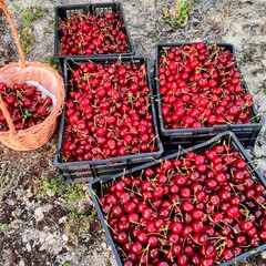 cherries in a basket