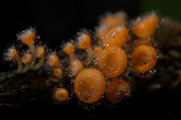 Cookeina tricholoma (phylum Ascomycota) growing in rainforest, Thailand.