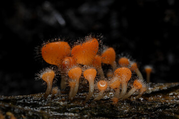 Cookeina tricholoma (phylum Ascomycota) growing in rainforest, Thailand.