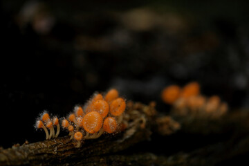 Cookeina tricholoma (phylum Ascomycota) growing in rainforest, Thailand.