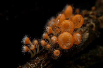 Cookeina tricholoma (phylum Ascomycota) growing in rainforest, Thailand.
