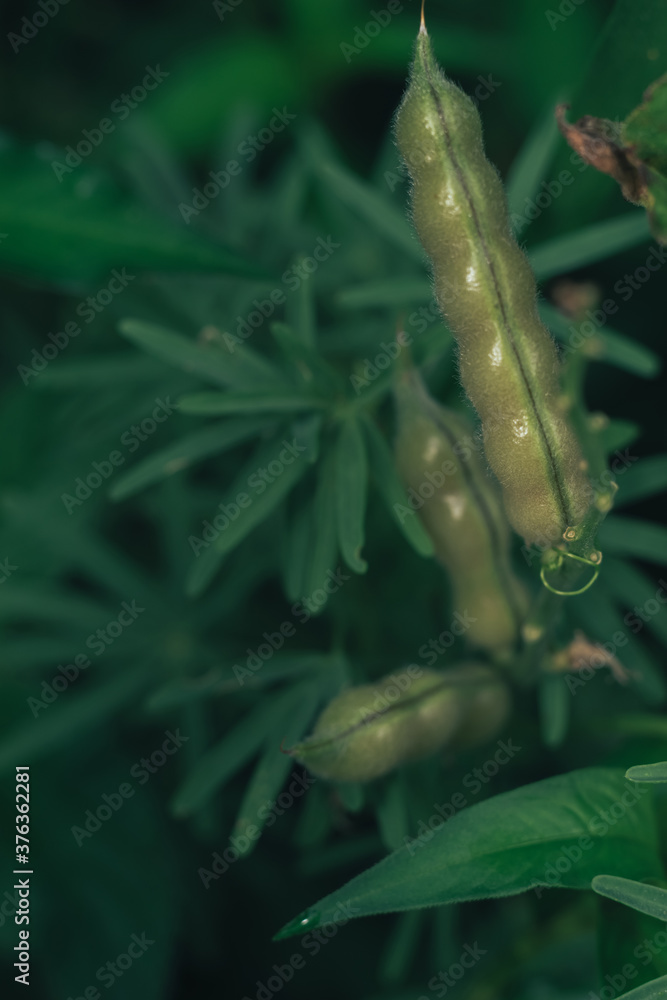 Aufkleber green leaves and broad bea summer in the meadow. nature background pattern texture for design.