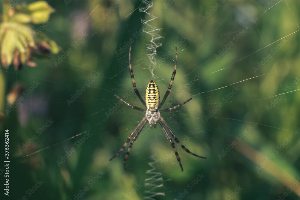 Poster cobweb or spider's web against a natural background, dew drops on a spider .
