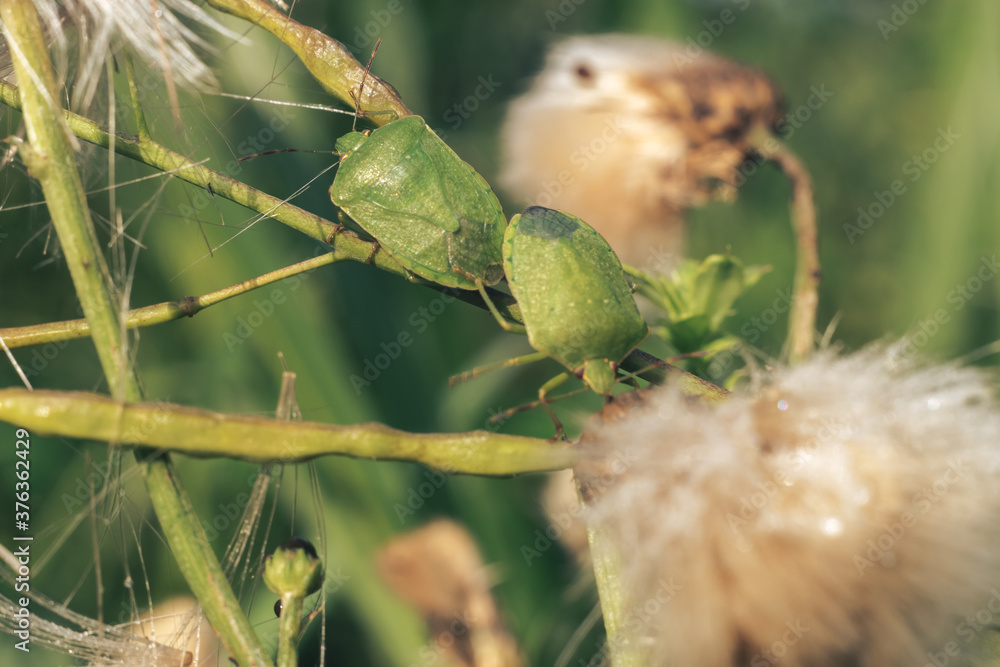 Poster Close Up of linen skin stink bug on the green leaf, The brown marmorated stink bug is an insect in the family Pentatomidae..Nature background pattern texture for design.