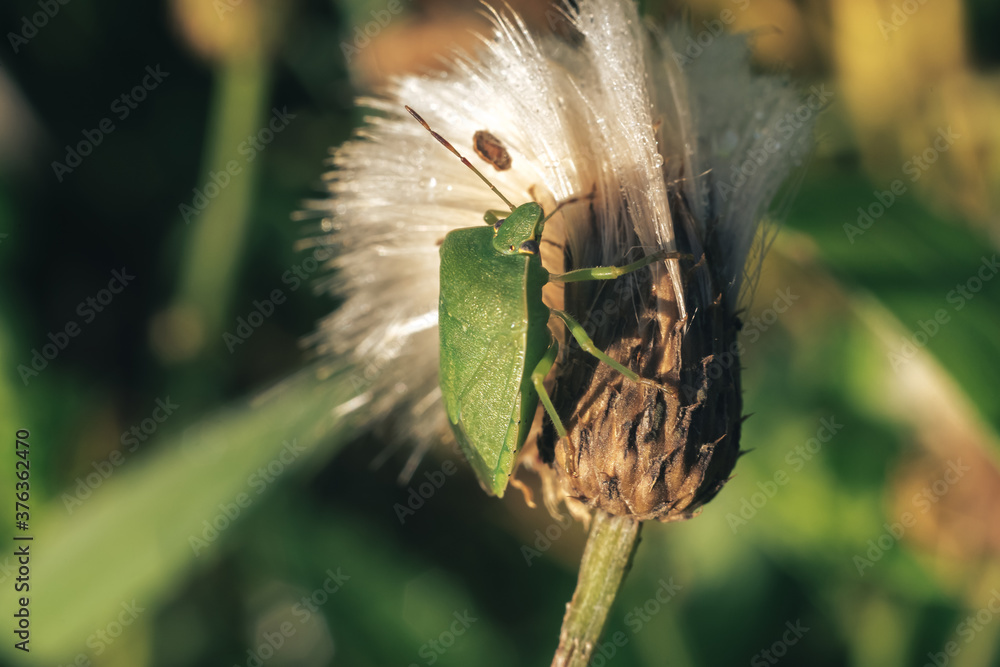 Aufkleber Close Up of linen skin stink bug on the green leaf, The brown marmorated stink bug is an insect in the family Pentatomidae..Nature background pattern texture for design.
