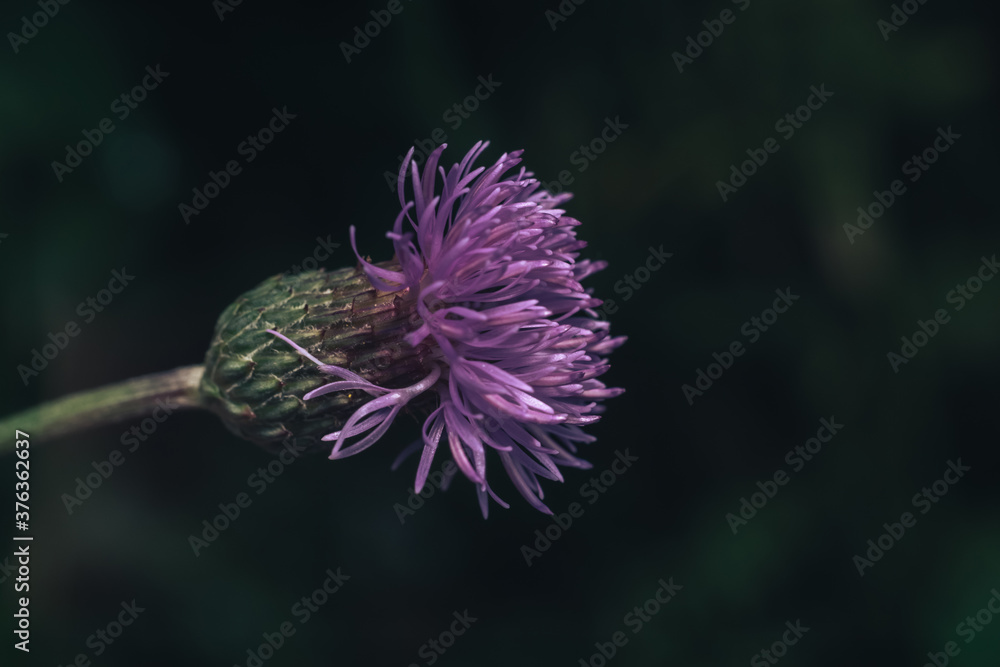 Poster green leaves and purple flowers of a wild greater burdock in summer in the meadow. nature background