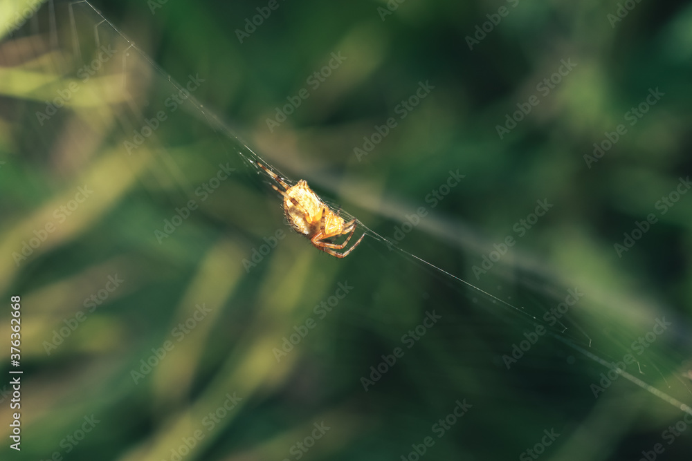 Aufkleber cobweb or spider's web against a natural background, dew on a spider .